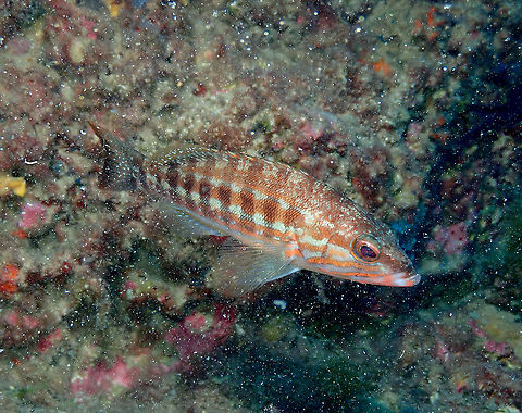 Painted comber - Serranus cabrilla  Geotagged,Painted comber,Serranus cabrilla,Spain,Summer
