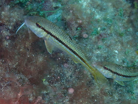 Striped red mullet - Mullus surmuletus  Geotagged,Mullus surmuletus,Spain,Striped red mullet,Summer