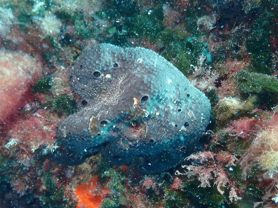 Sponge Ircinia fasciculata  Geotagged,Ircinia fasciculata,Spain,Sponge Ircinia fasciculata,Summer,porifera,sponge