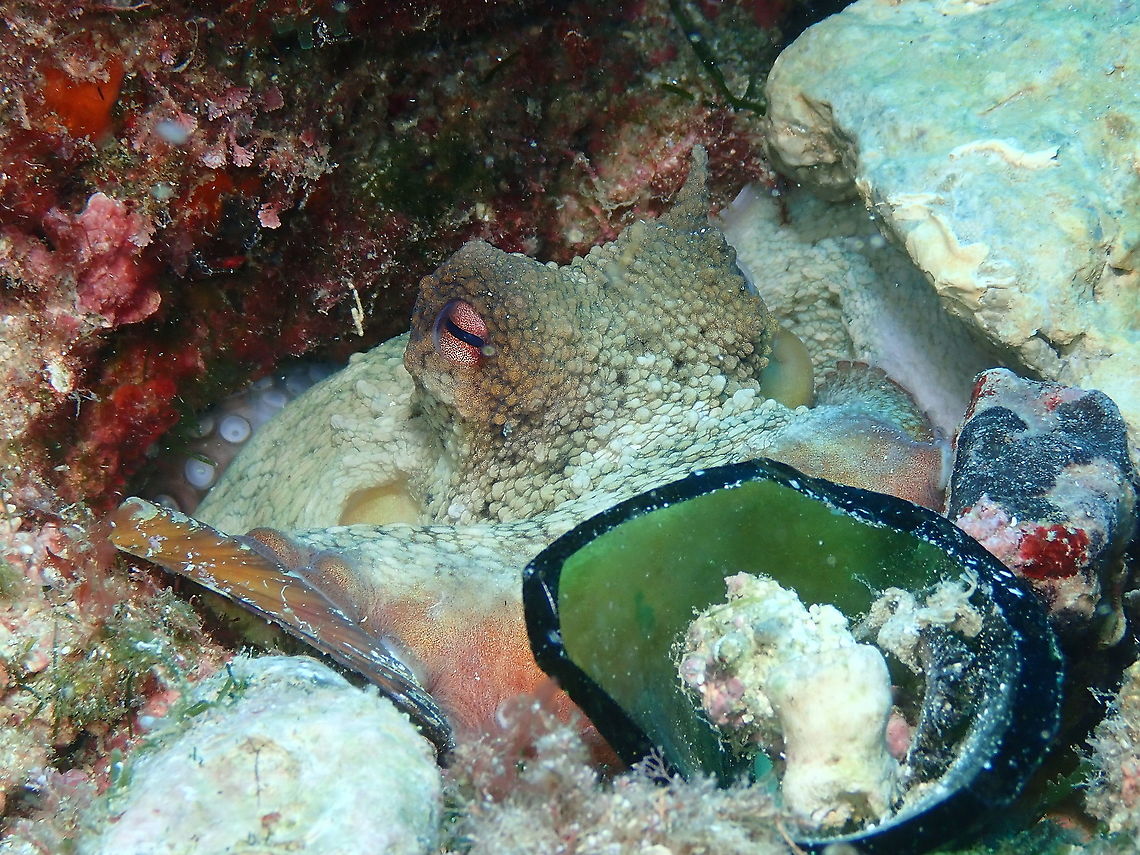 Common octopus - Octopus vulgaris Net to a broken glass like it was his cup :-)<br />
<figure class="photo"><a href="https://www.jungledragon.com/image/91958/common_octopus_-_octopus_vulgaris.html" title="Common octopus - Octopus vulgaris"><img src="https://s3.amazonaws.com/media.jungledragon.com/images/2298/91958_thumb.JPG?AWSAccessKeyId=05GMT0V3GWVNE7GGM1R2&Expires=1759968010&Signature=YGnzYeS5CTbScuJeJ%2BbcwMa4U4A%3D" width="200" height="150" alt="Common octopus - Octopus vulgaris Same Octopus, seems to have been eating a lot of mussels! Common octopus,Geotagged,Octopus vulgaris,Spain,Summer" /></a></figure> Common octopus,Geotagged,Octopus vulgaris,Spain,Summer