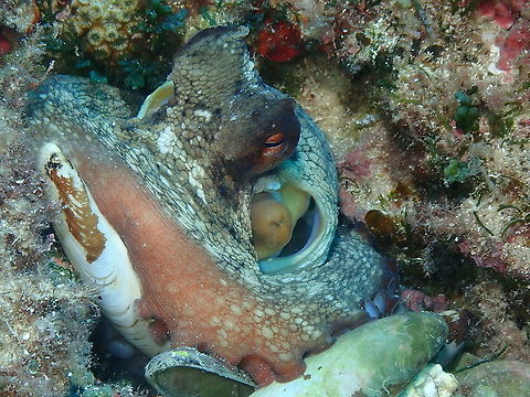 Common octopus - Octopus vulgaris Same Octopus, seems to have been eating a lot of mussels! Common octopus,Geotagged,Octopus vulgaris,Spain,Summer