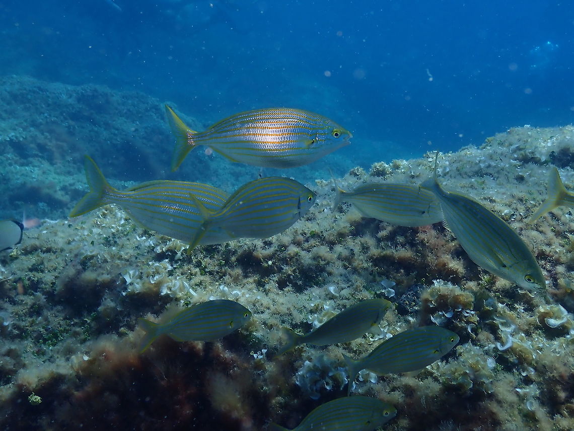 Salema Porgy - Sarpa salpa Another very common fish in the Mediterranean waters of Alicante! Geotagged,Salema porgy,Sarpa salpa,Spain,Summer