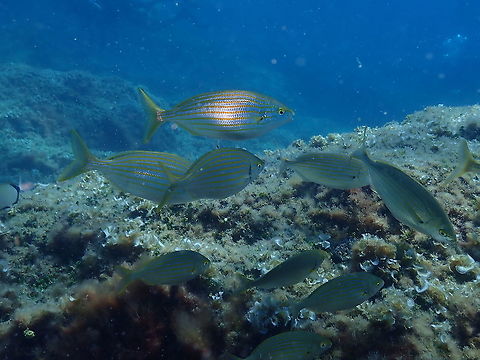 Salema Porgy - Sarpa salpa Another very common fish in the Mediterranean waters of Alicante! Geotagged,Salema porgy,Sarpa salpa,Spain,Summer