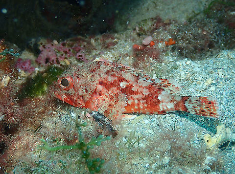 Madeira rockfish - Scorpaena maderensis Geotagged,Madeira rockfish,Scorpaena maderensis,Spain,Summer