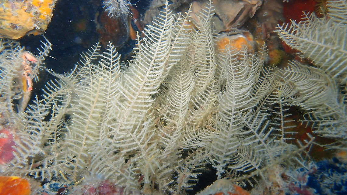 Toothed Feather Hydroid - Aglaophenia pluma Looking for some other IDs I have found the ID for this pretty hydroid from Lankayan :-) Aglaophenia pluma,Fall,Geotagged,Malaysia