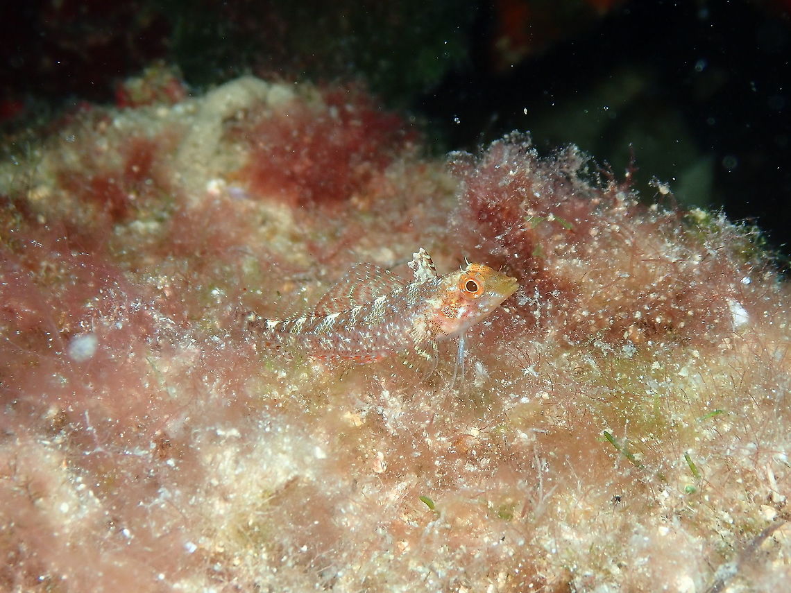 Black-faced blenny - Tripterygion delaisi Why black-faced but not black-faced? <br />
In the mating season, males have a brightly coloured yellow body, blue edged fins and jet black heads. Females and non territorial males (out of the breeding season) are grey-brown (or reddish) with vertical dark bars. Females have the ability to mimic their background.<br />
<a href="https://www.marlin.ac.uk/species/detail/1553" rel="nofollow">https://www.marlin.ac.uk/species/detail/1553</a><br />
<br />
This means I still have to catch an image of a horny male to really document this species and justify the black-faced name. Absolutely pending in my diving agenda!  :-D Black-faced blenny,Geotagged,Spain,Summer,Tripterygion delaisi