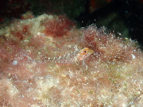 Black-faced blenny - Tripterygion delaisi Why black-faced but not black-faced? 
In the mating season, males have a brightly coloured yellow body, blue edged fins and jet black heads. Females and non territorial males (out of the breeding season) are grey-brown (or reddish) with vertical dark bars. Females have the ability to mimic their background.
https://www.marlin.ac.uk/species/detail/1553

This means I still have to catch an image of a horny male to really document this species and justify the black-faced name. Absolutely pending in my diving agenda!  :-D Black-faced blenny,Geotagged,Spain,Summer,Tripterygion delaisi