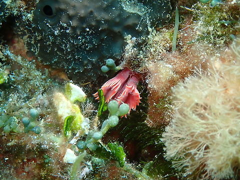 Fan Worm - Serpula vermicularis I am still tentative with the ID but so far this is the only ressembling species that I could find for this area. My doubts come of the fact that I could not see the worm fully spread. Geotagged,Serpula vermicularis,Spain,Summer