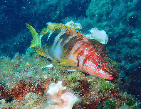Painted Comber - Serranus scriba Also a usual in the Mediterranean waters. Geotagged,Painted comber,Serranus scriba,Spain,Summer