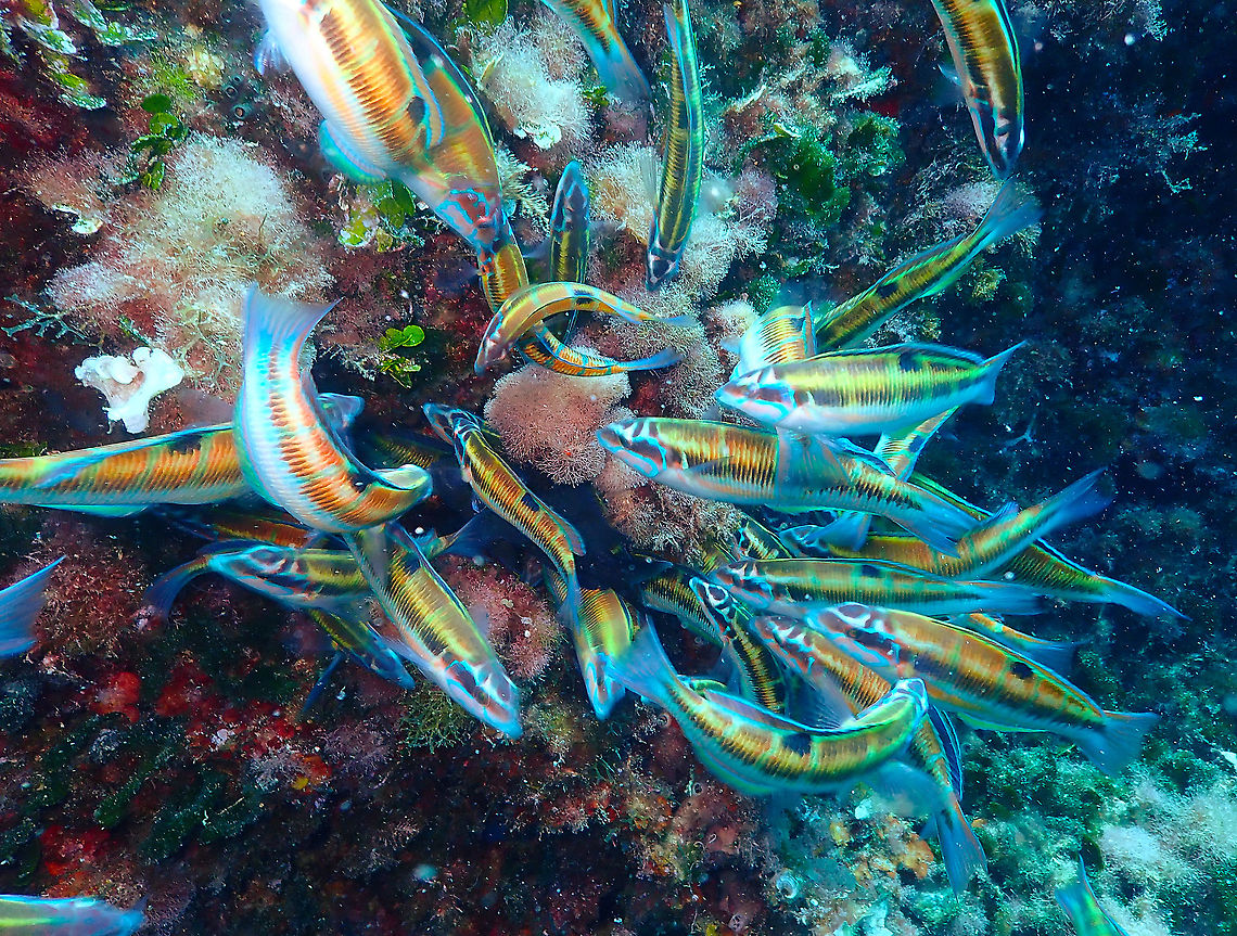 Ornate wrasse females (Thalassoma pavo)  - Feeding frenzy These are schools of Ornate Wrasse that were feeding on freshly deposited eggs of the Chromis chromis (Casta&ntilde;uelas).  Geotagged,Ornate wrasse,Spain,Summer,Thalassoma pavo