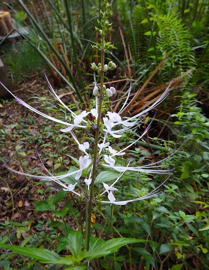 Cat's Whiskers - Orthosiphon aristatus Change of scene! I am going back to my Borneo sightings and still discovering some species not yet in jungle Dragon :-) Geotagged,Malaysia,Orthosiphon aristatus,Summer