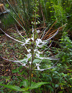 Cat's Whiskers - Orthosiphon aristatus Change of scene! I am going back to my Borneo sightings and still discovering some species not yet in jungle Dragon :-) Geotagged,Malaysia,Orthosiphon aristatus,Summer