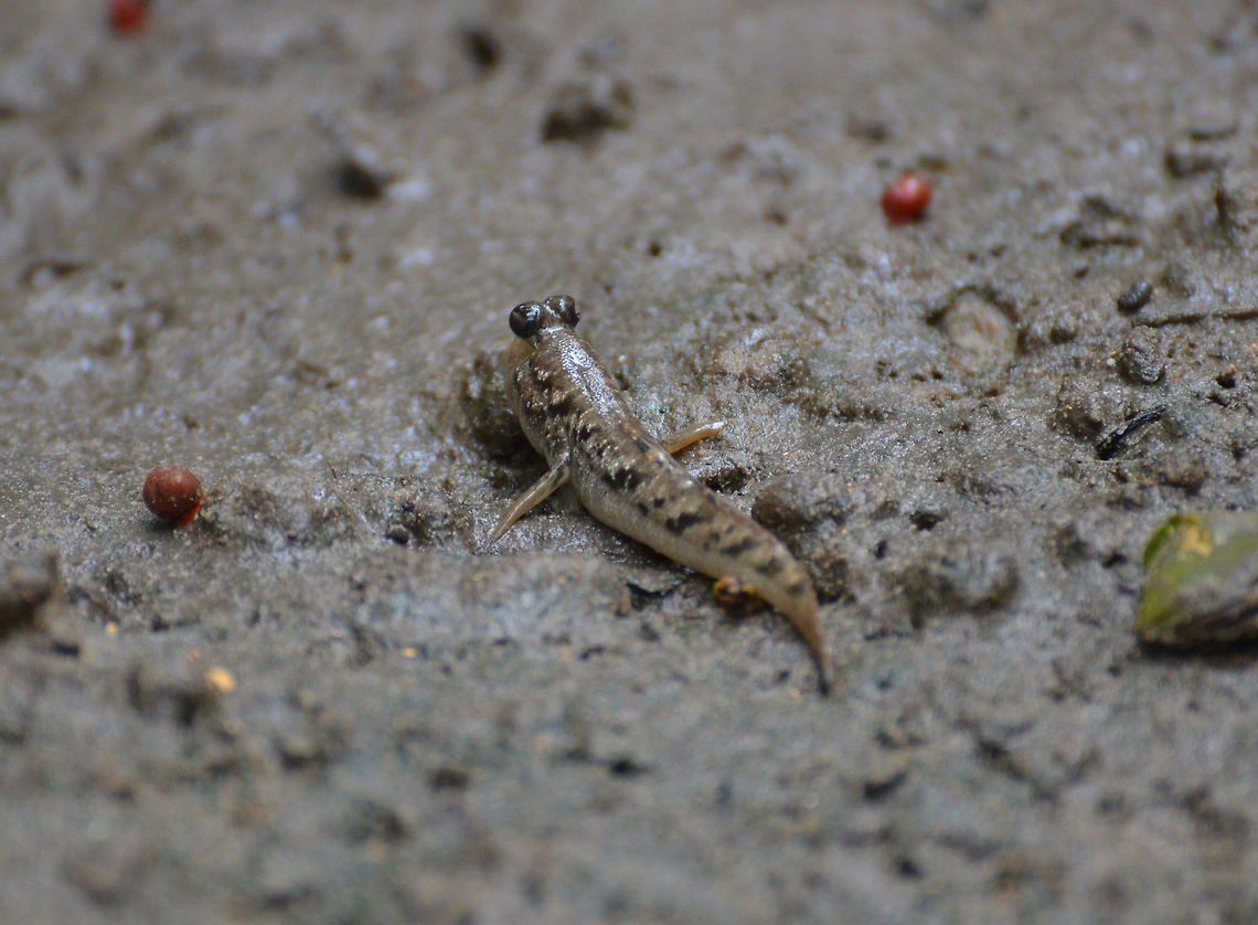 Periophthalmus_argentilineatus Captured by Mark in the mangroves of Kota Kinabalu Wetland Centre (2015). Barred mudskipper,Geotagged,Malaysia,Periophthalmus argentilineatus,Summer
