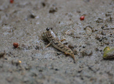 Periophthalmus_argentilineatus Captured by Mark in the mangroves of Kota Kinabalu Wetland Centre (2015). Barred mudskipper,Geotagged,Malaysia,Periophthalmus argentilineatus,Summer