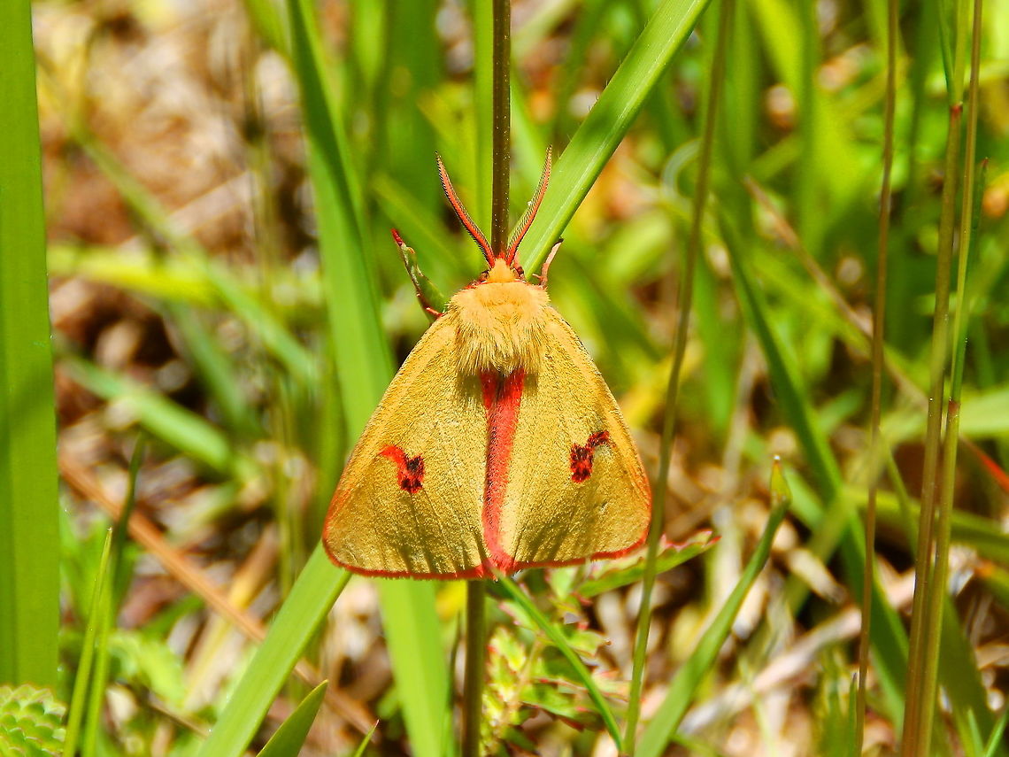 Clouded Buff - Diacrisia sannio A break in the middle of all the tropical spottings to add a few beauties seen in Belgium between last and this year :-) Belgium,Clouded buff,Diacrisia sannio,Geotagged,Spring