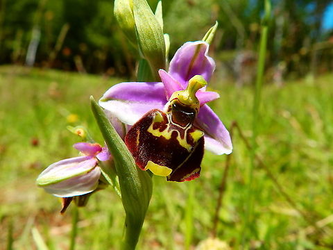 Hommelorchis - Ophrys fuciflora I was so happy when i found these...in the same area we can also see Ophrys apifera, Bee orchis, and quite some other orchid species but when I realized this was actually Ophrys fuciflora I was thrilled because it was my first time to find this one! Also called O. holoserica, apparently an incorrect name.
https://www.jungledragon.com/image/92367/hommelorchis_bounty-_ophrys_fuciflora.html Belgium,Geotagged,Ophrys fuciflora,Spring