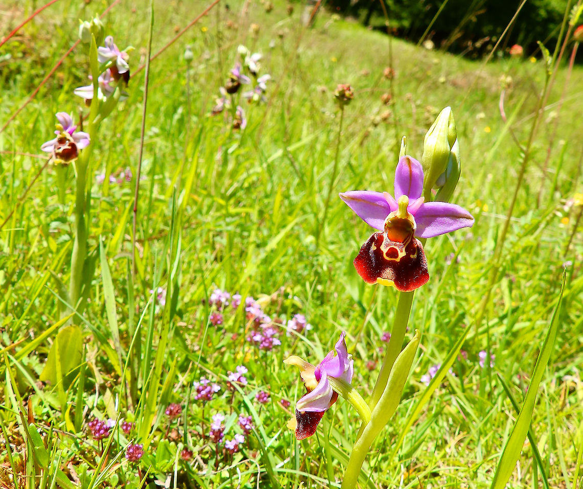 Hommelorchis bounty- Ophrys fuciflora I was so happy to find these patch of orchids..I really hope they stayed away from people&#039;s feet! Ophrys fuciflora
