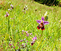 Hommelorchis bounty- Ophrys fuciflora I was so happy to find these patch of orchids..I really hope they stayed away from people's feet! Ophrys fuciflora
