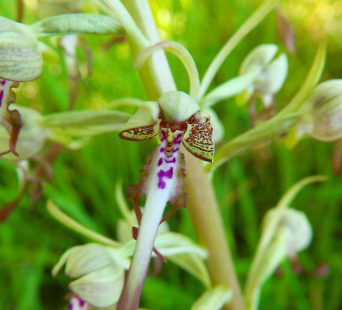 Lizard Orchid - Himantoglossum hircinum Another beauty in the Viroinval area.
https://www.jungledragon.com/image/92370/lizard_orchid_-_himantoglossum_hircinum.html Belgium,Geotagged,Himantoglossum hircinum,Spring,lizard orchid