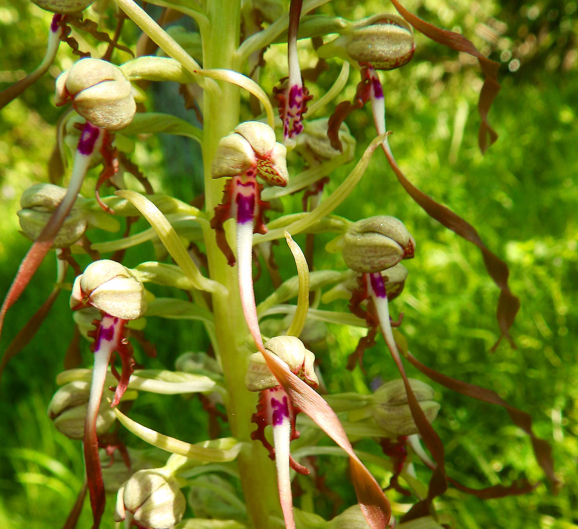 Lizard Orchid - Himantoglossum hircinum  Belgium,Geotagged,Himantoglossum hircinum,Spring,lizard orchid