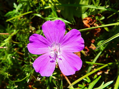 Bloody Geranium - Geranium sanguineum Another beauty at the top of Roche &agrave; Lomme! Belgium,Geotagged,Geranium sanguineum,Spring