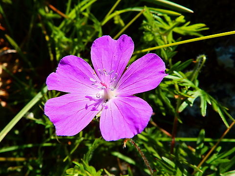 Bloody Geranium - Geranium sanguineum  Belgium,Geotagged,Geranium sanguineum,Spring