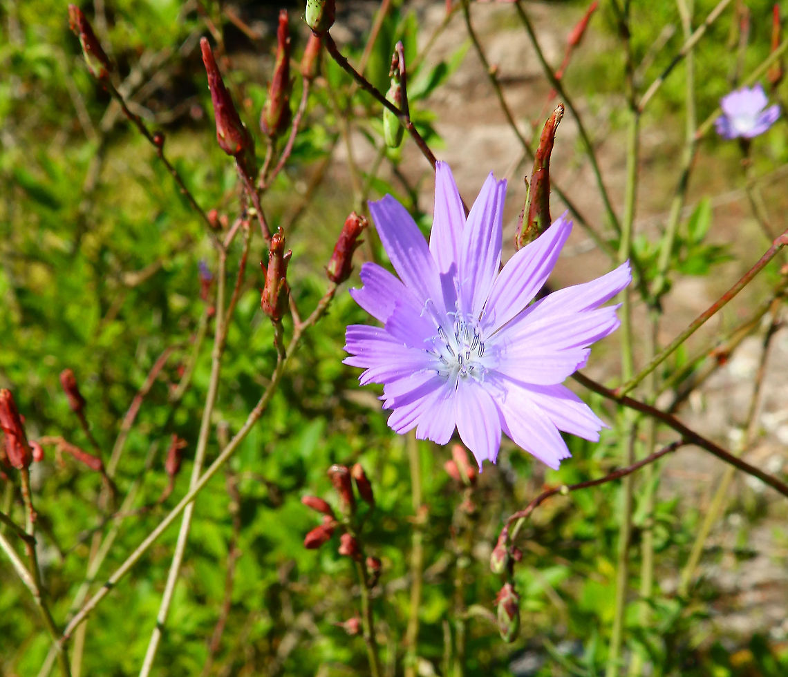 Mountain Lettuce - Lactucca perennis On top La Roche &agrave; Lomme. Belgium,Geotagged,Lactuca perennis,Spring