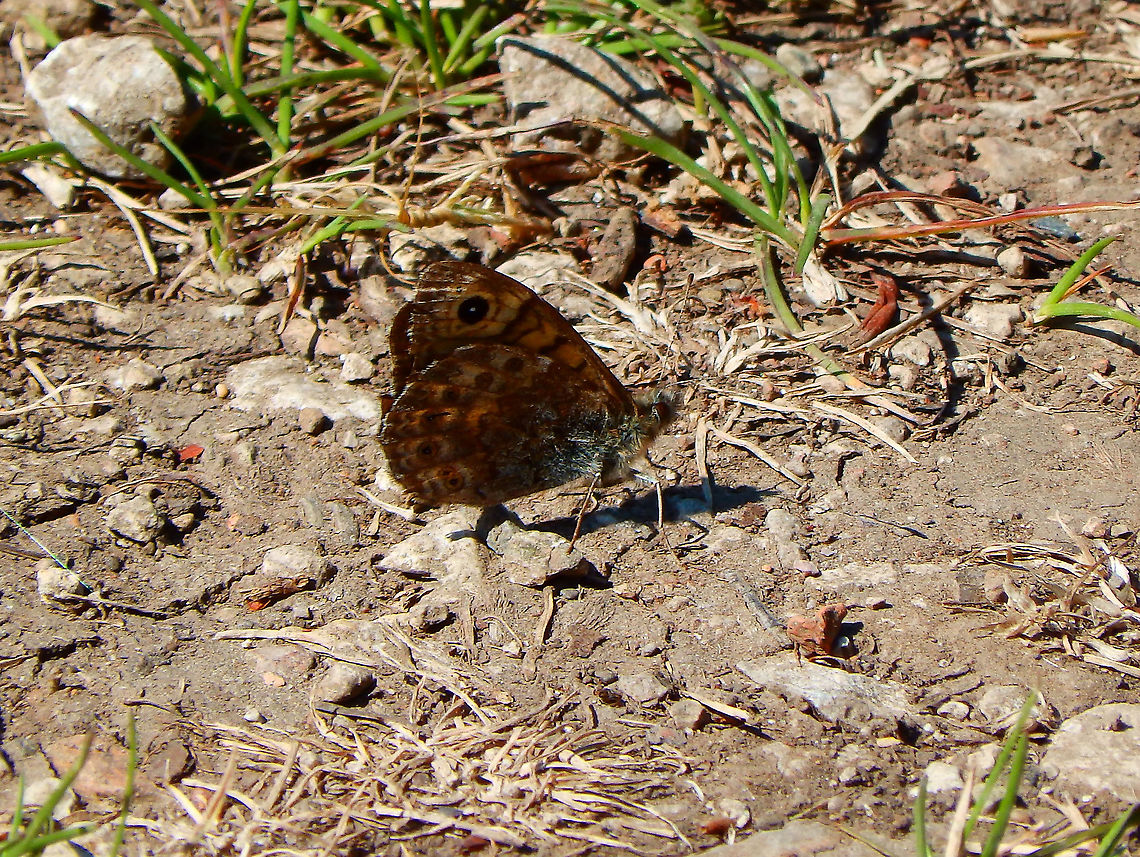 Wall Brown - Lasiommata megera just to document location :-) Belgium,Geotagged,Lasiommata megera,Spring,Wall Brown