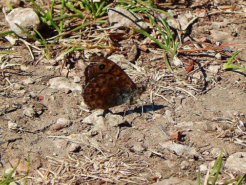 Wall Brown - Lasiommata megera just to document location :-) Belgium,Geotagged,Lasiommata megera,Spring,Wall Brown