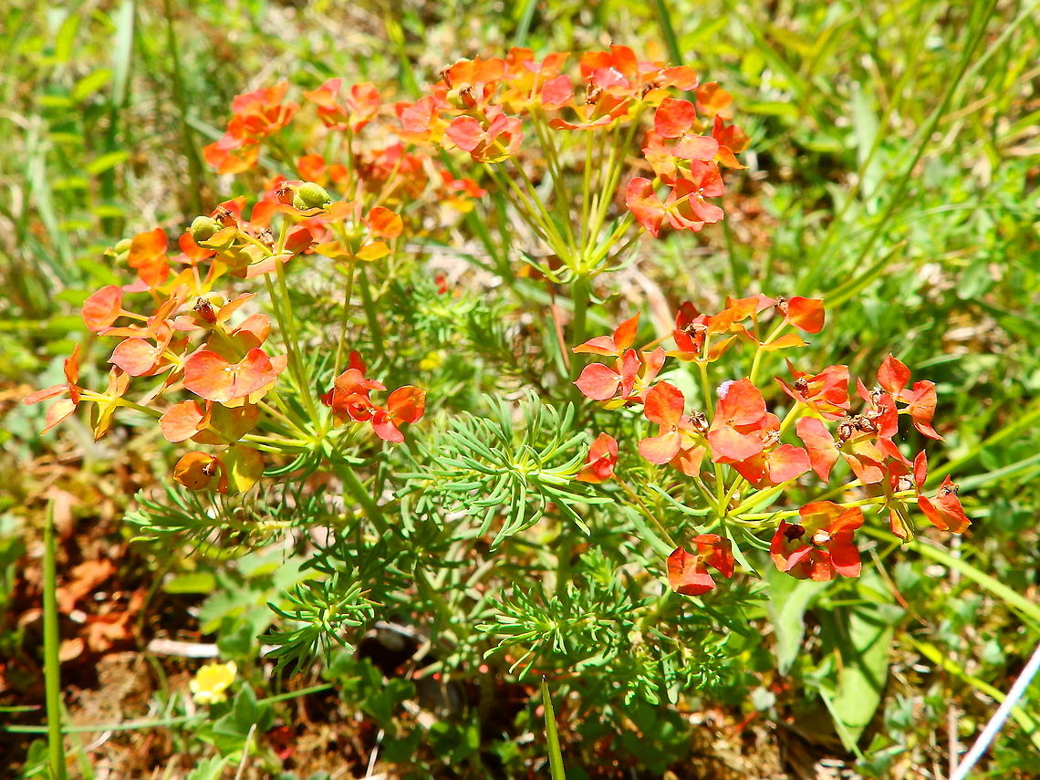 Orange Man -Euphorbia cyparissias  Belgium,Cypress spurge,Euphorbia cyparissias,Geotagged,Spring
