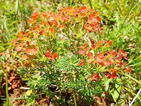 Orange Man -Euphorbia cyparissias  Belgium,Cypress spurge,Euphorbia cyparissias,Geotagged,Spring