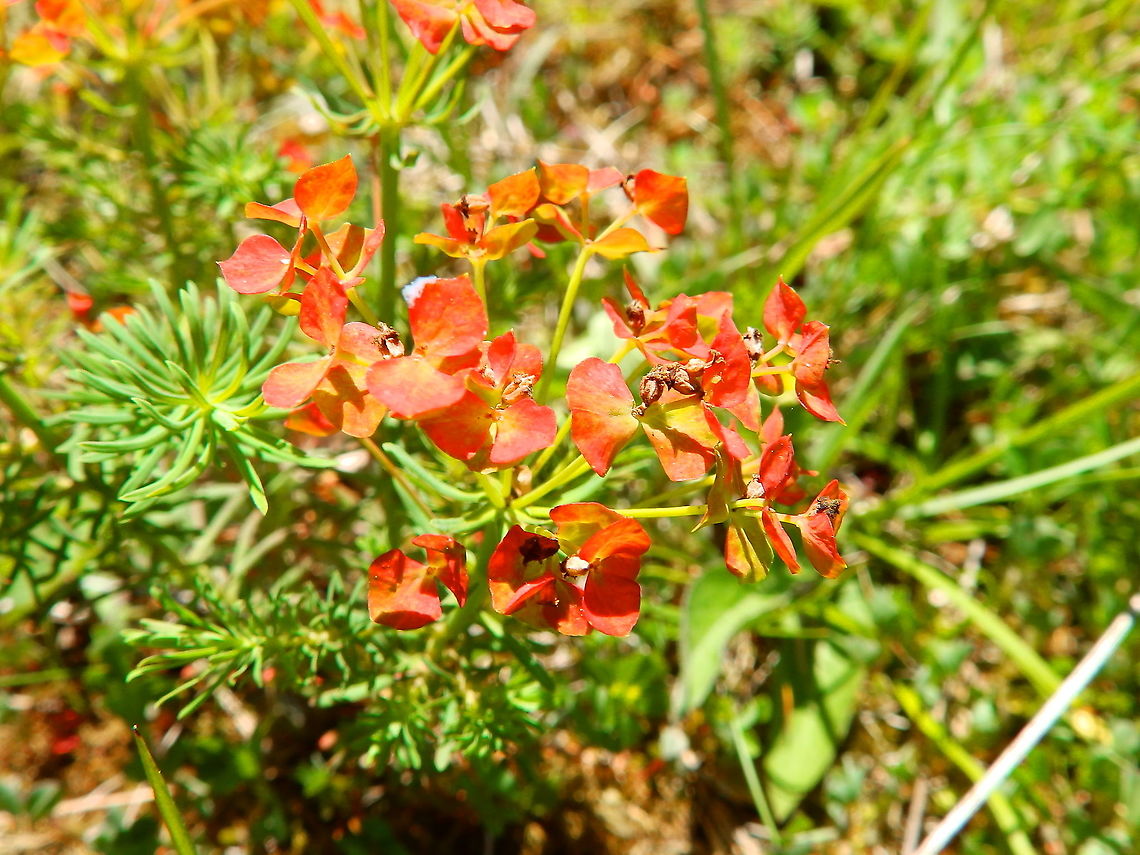 Orange Man -Euphorbia cyparissias  Belgium,Cypress spurge,Euphorbia cyparissias,Geotagged,Spring