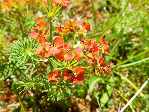 Orange Man -Euphorbia cyparissias  Belgium,Cypress spurge,Euphorbia cyparissias,Geotagged,Spring