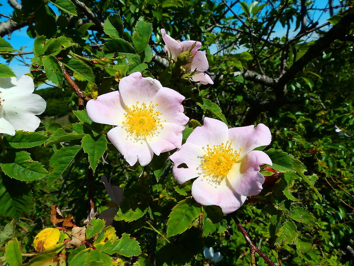 Dog Rose - Rosa canina Roche &agrave; Lomme Belgium,Dog Rose,Geotagged,Rosa canina,Spring