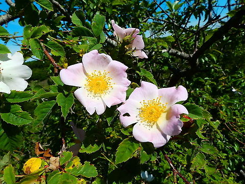 Dog Rose - Rosa canina Roche &agrave; Lomme Belgium,Dog Rose,Geotagged,Rosa canina,Spring