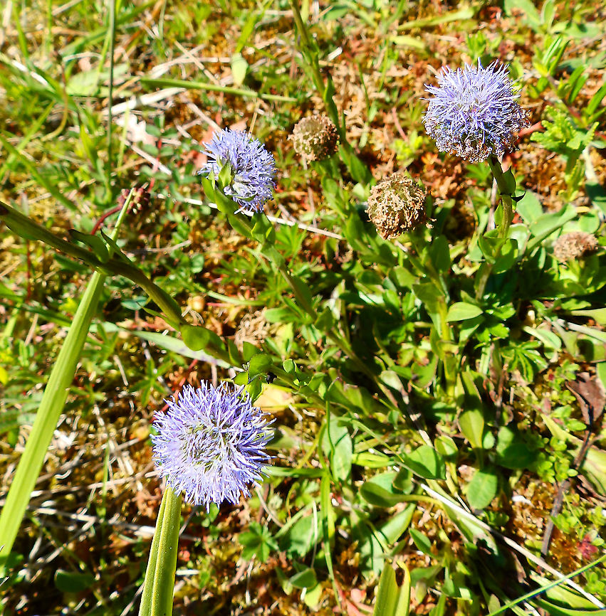 Globularia punctata Fondry des Chiens Belgium,Geotagged,Globularia punctata,Spring