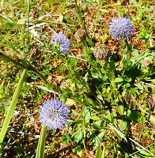 Globularia punctata Fondry des Chiens Belgium,Geotagged,Globularia punctata,Spring