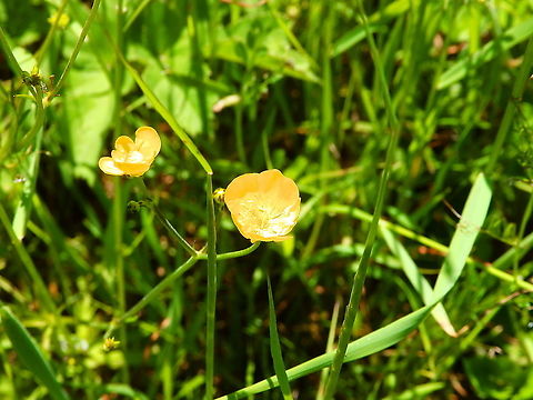 Goldilocks buttercup - Ranunculus auricomus Fondry Des Chiens Belgium,Geotagged,Goldilocks buttercup,Ranunculus auricomus,Spring