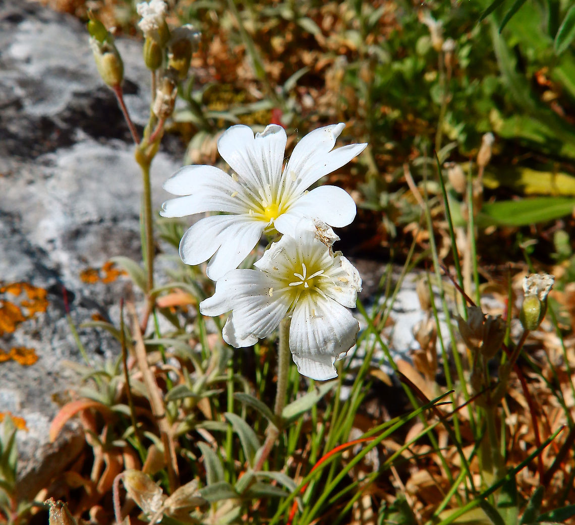 Field mouse-ear - Cerastium arvense Fondry Des Chiens Belgium,Cerastium arvense,Field mouse-ear,Geotagged,Spring