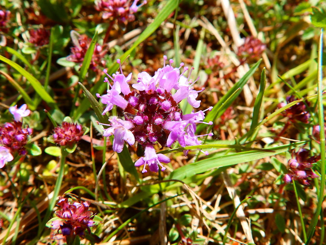 Lemon Thyme It has citric scent, indeed!<br />
Fondry Des Chiens Belgium,Geotagged,Spring,Thymus  pulegioides,Thymus pulegioides