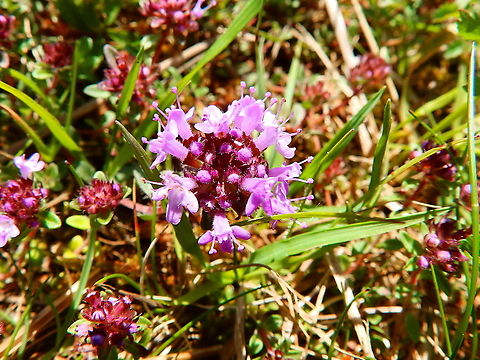 Lemon Thyme It has citric scent, indeed!
Fondry Des Chiens Belgium,Geotagged,Spring,Thymus  pulegioides,Thymus pulegioides