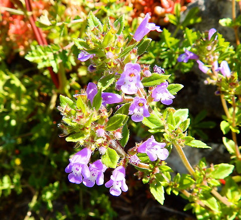 Basil Thyme - Acinos arvensis Fondry des Chiens Acinos arvensis,Belgium,Geotagged,Spring