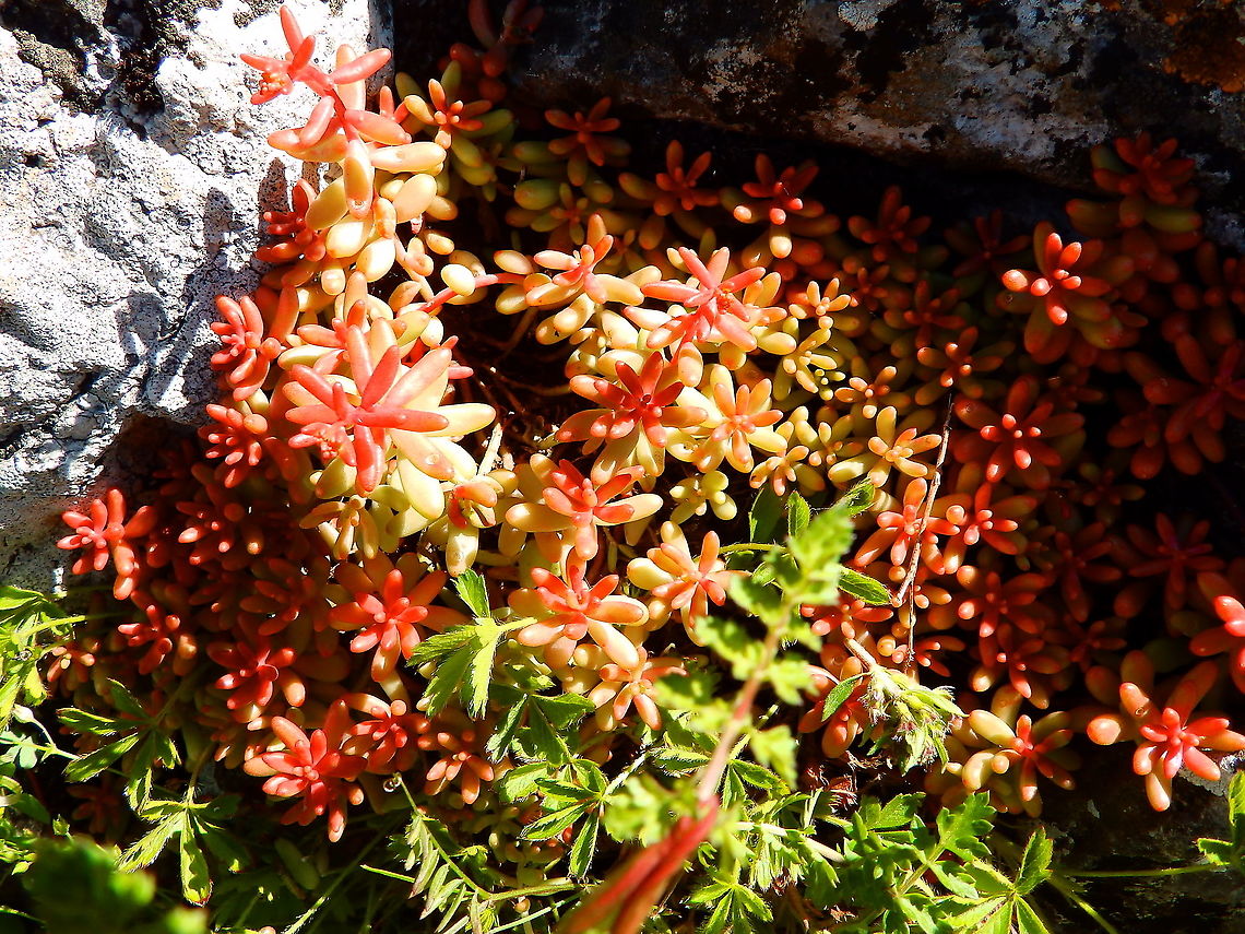 White stonecrop - Sedum album Without flowers, at the top of Roche &agrave; Lomme. Belgium,Geotagged,Sedum album,Spring,White stonecrop