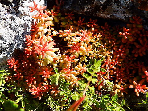 White stonecrop - Sedum album Without flowers, at the top of Roche à Lomme. Belgium,Geotagged,Sedum album,Spring,White stonecrop