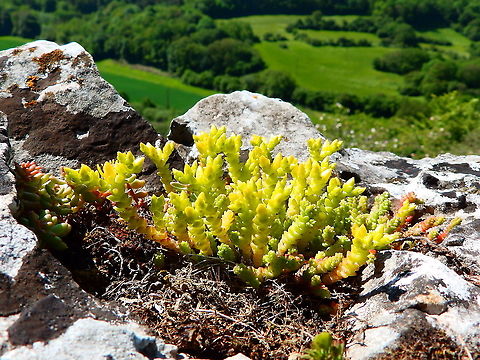 Goldmoss stonecrop - Sedum acre At the top of Roche &agrave; Lomme Belgium,Geotagged,Goldmoss stonecrop,Sedum acre,Spring