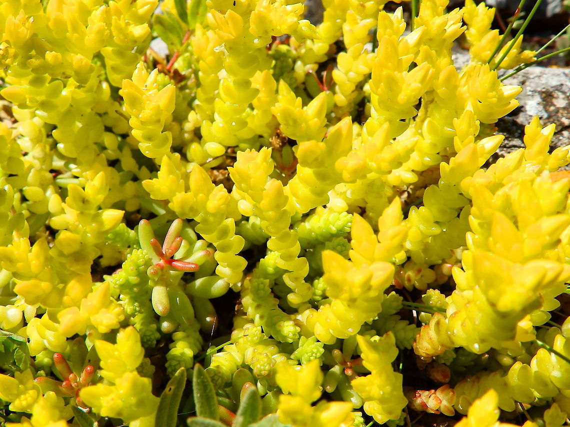 Sedum acre close up mixed with a bit of Sedum album on the left Belgium,Geotagged,Goldmoss stonecrop,Sedum acre,Spring