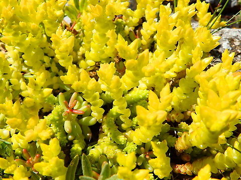 Sedum acre close up mixed with a bit of Sedum album on the left Belgium,Geotagged,Goldmoss stonecrop,Sedum acre,Spring
