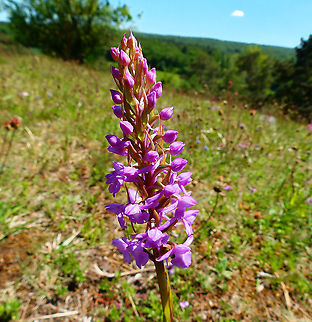 Fragrant orchid - Gymnadenia conopsea Fondry des Chiens Belgium,Fragrant orchid,Geotagged,Gymnadenia conopsea,Spring