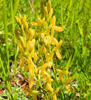 Dyer's whin - Genista tinctoria Fondry des Chiens Belgium,Genista tinctoria,Geotagged,Spring