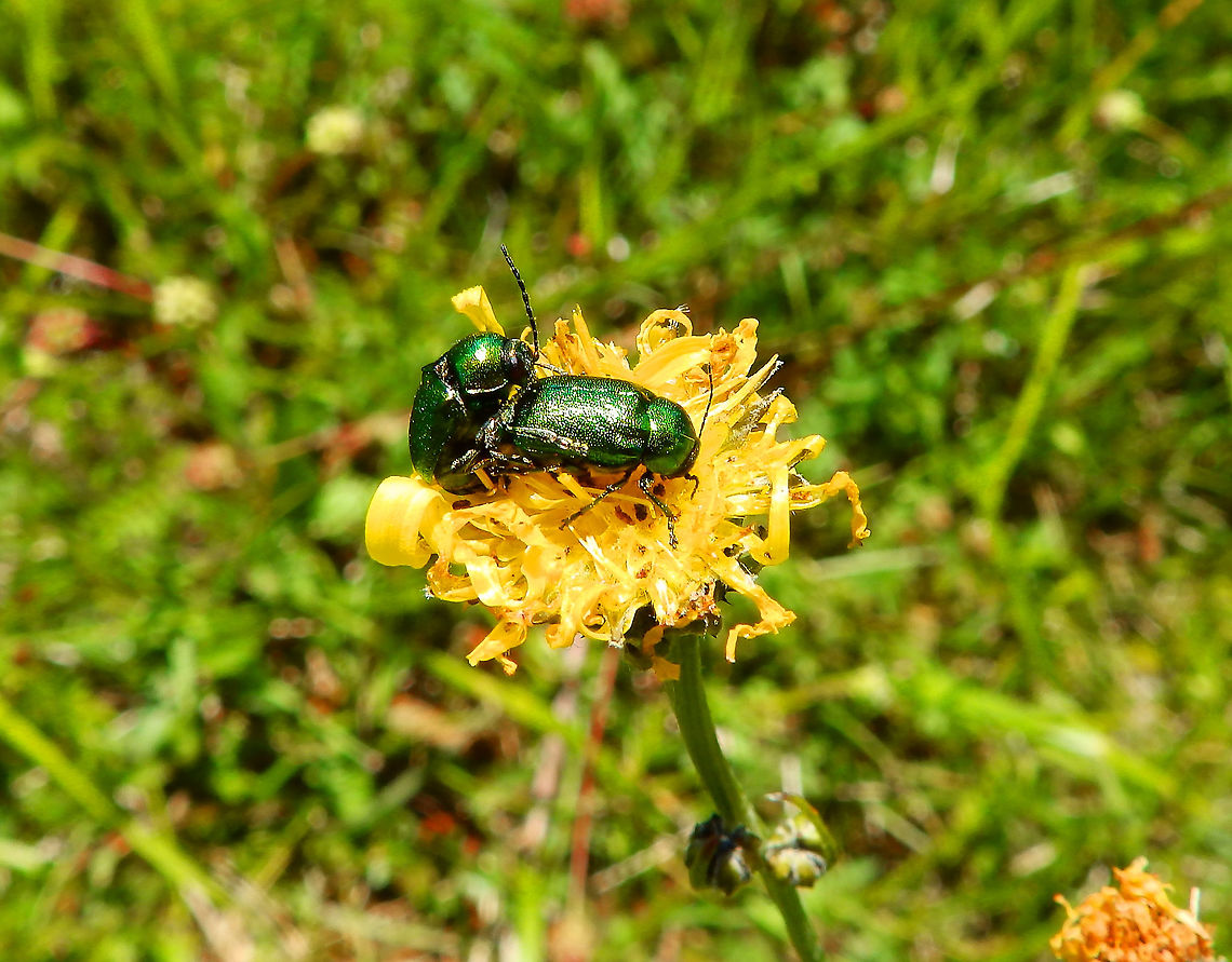 Gastrophysa viridula Fondry des Chiens BelgiumGastrophysa viridula,Geotagged,Spring